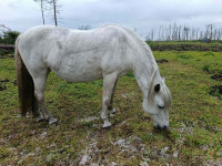 Vente de poney
